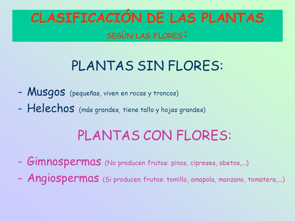 CLASIFICACIÓN DE LAS PLANTAS SEGÚN LAS FLORES: