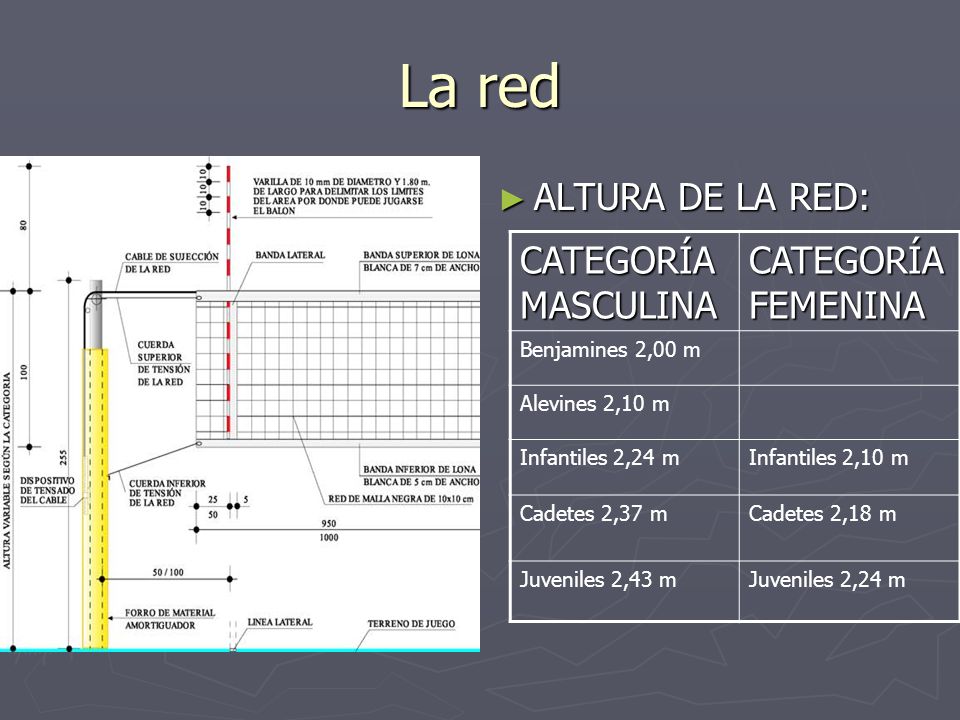 La red ALTURA DE LA RED: CATEGORÍAMASCULINA CATEGORÍA FEMENINA