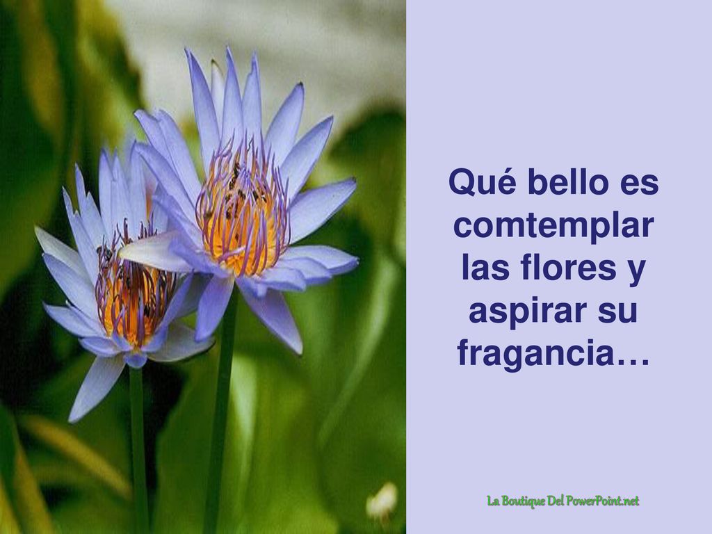 Qué bello es comtemplar las flores y aspirar su fragancia…