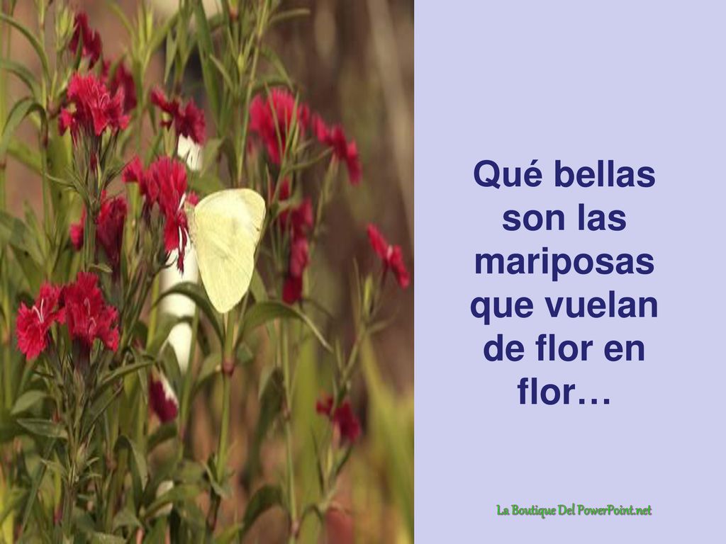 Qué bellas son las mariposas que vuelan de flor en flor…