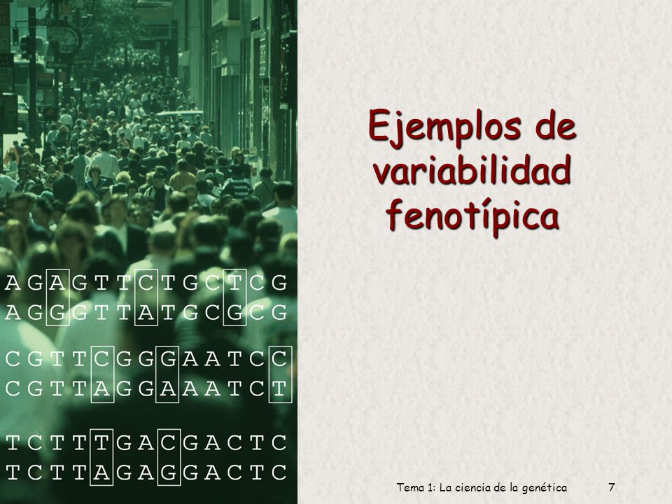 Ejemplos de variabilidad fenotípica