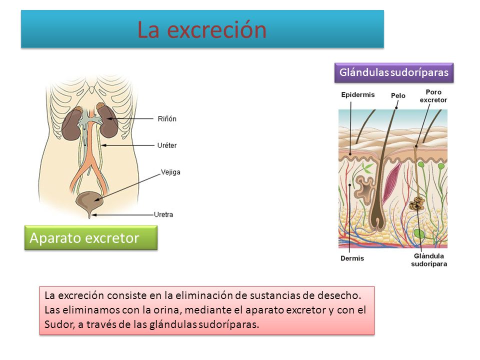 La excreción Aparato excretor Glándulas sudoríparas