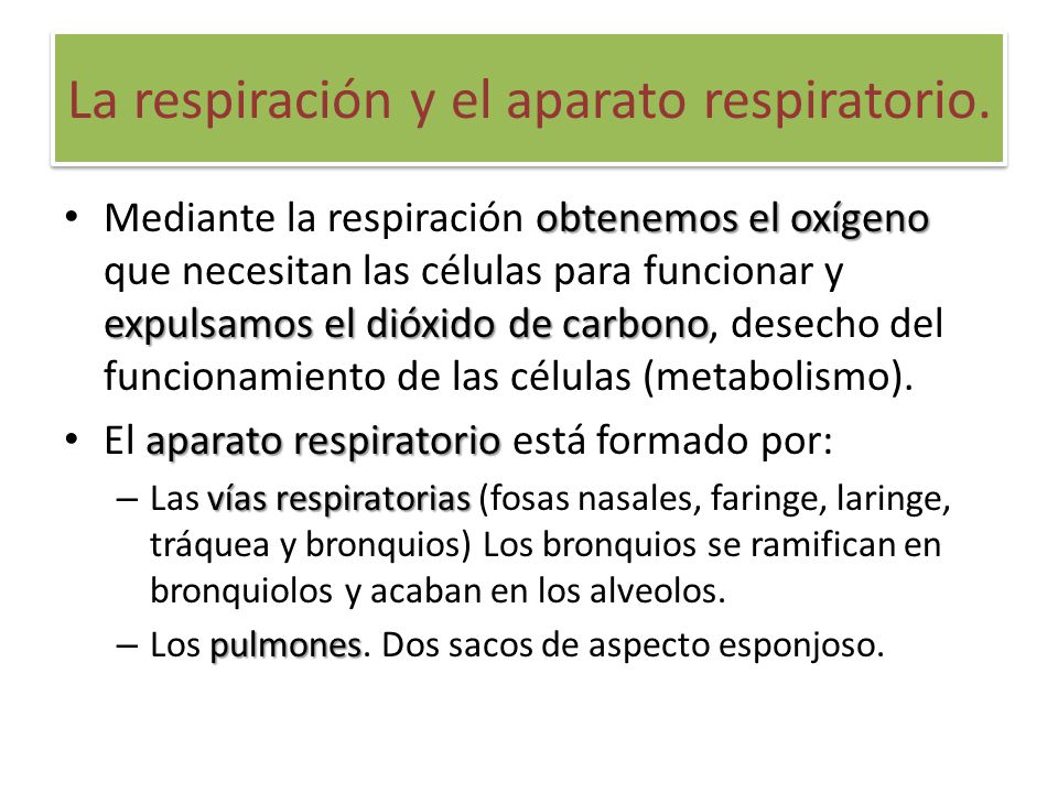 La respiración y el aparato respiratorio.