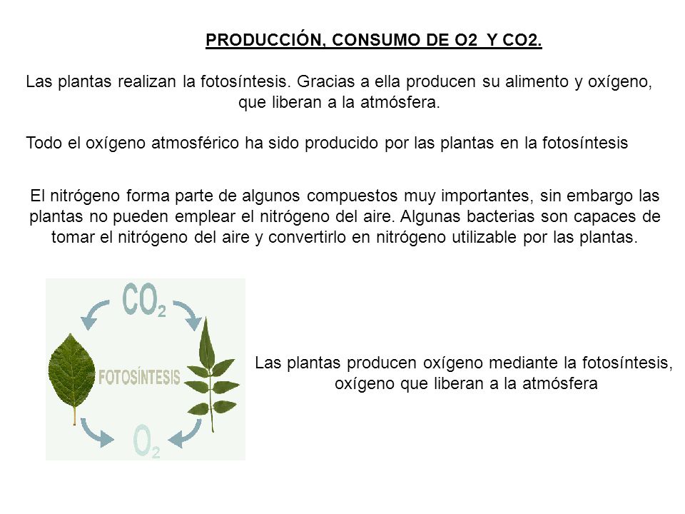 PRODUCCIÓN, CONSUMO DE O2 Y CO2.