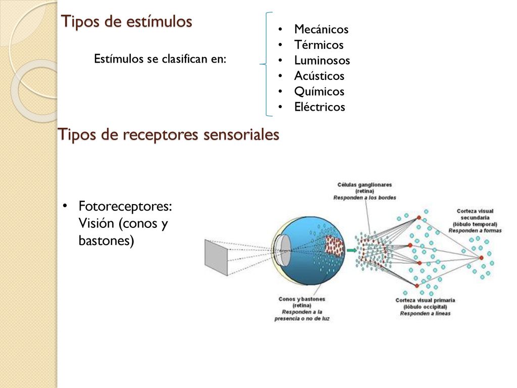 Tipos de receptores sensoriales