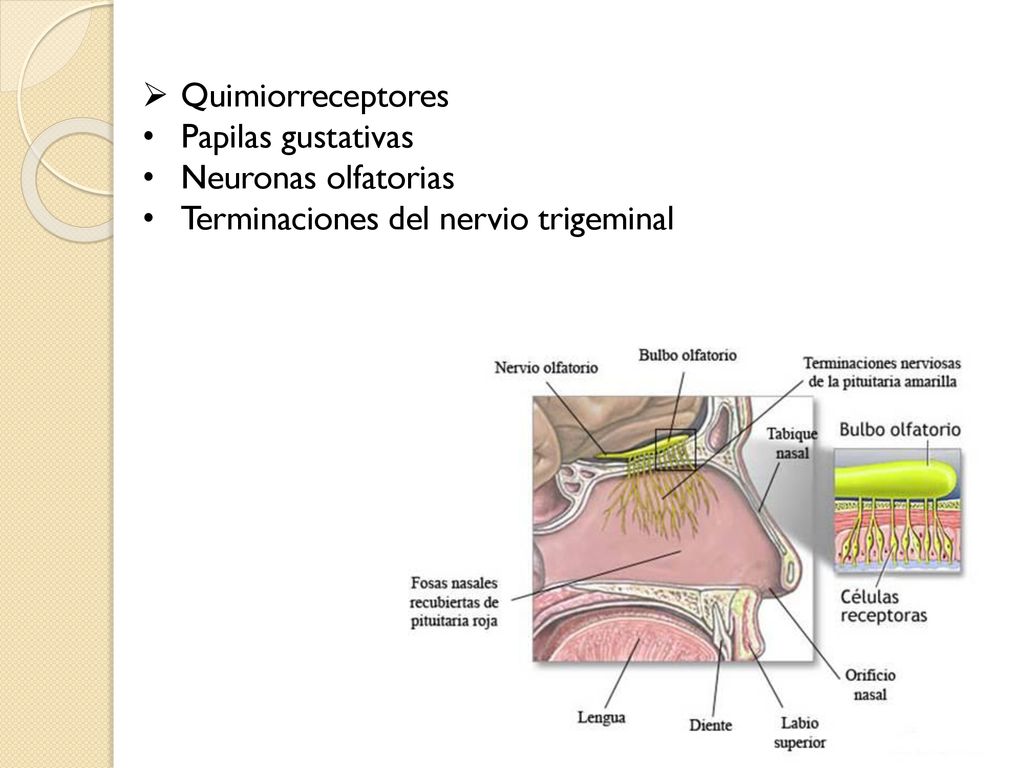 Quimiorreceptores Papilas gustativas Neuronas olfatorias Terminaciones del nervio trigeminal