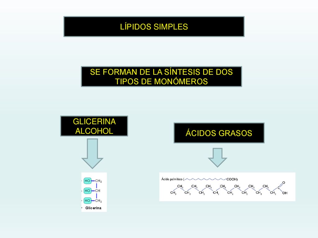 SE FORMAN DE LA SÍNTESIS DE DOS TIPOS DE MONÓMEROS