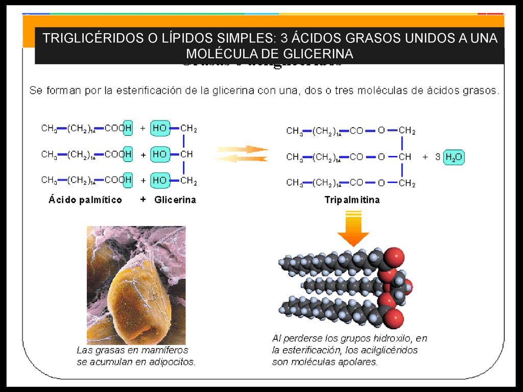 TRIGLICÉRIDOS O LÍPIDOS SIMPLES: 3 ÁCIDOS GRASOS UNIDOS A UNA MOLÉCULA DE GLICERINA