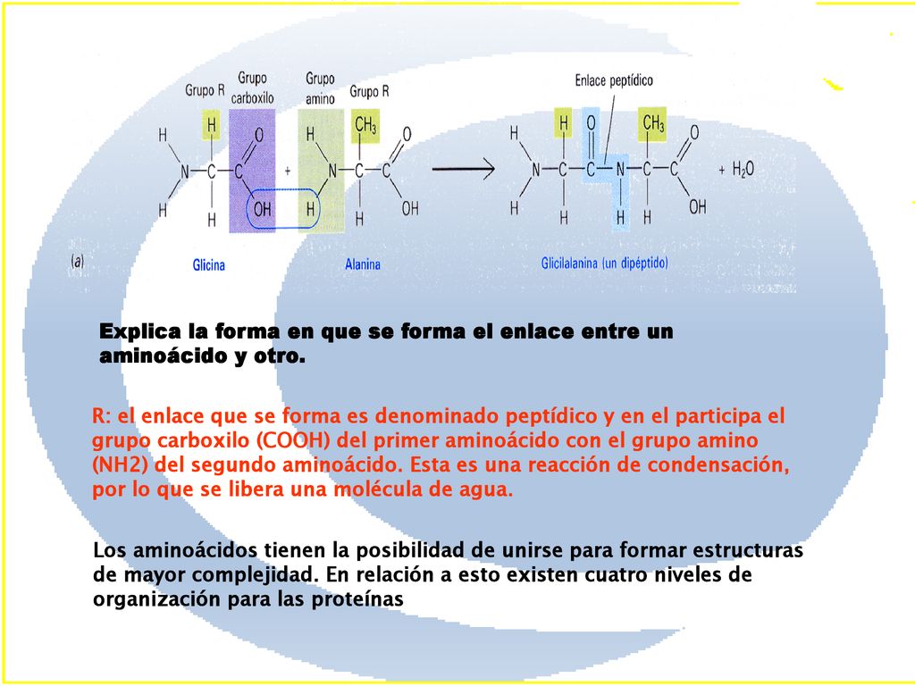 Explica la forma en que se forma el enlace entre un aminoácido y otro.