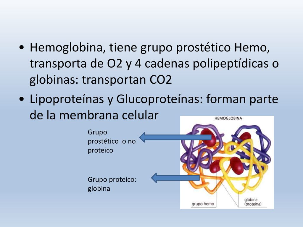 Lipoproteínas y Glucoproteínas: forman parte de la membrana celular