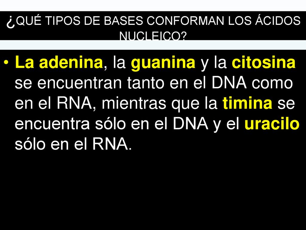¿QUÉ TIPOS DE BASES CONFORMAN LOS ÁCIDOS NUCLEICO
