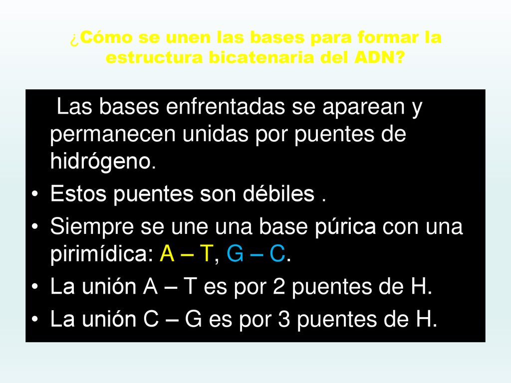 ¿Cómo se unen las bases para formar la estructura bicatenaria del ADN