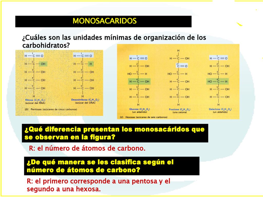 MONOSACARIDOS ¿Cuáles son las unidades mínimas de organización de los carbohidratos