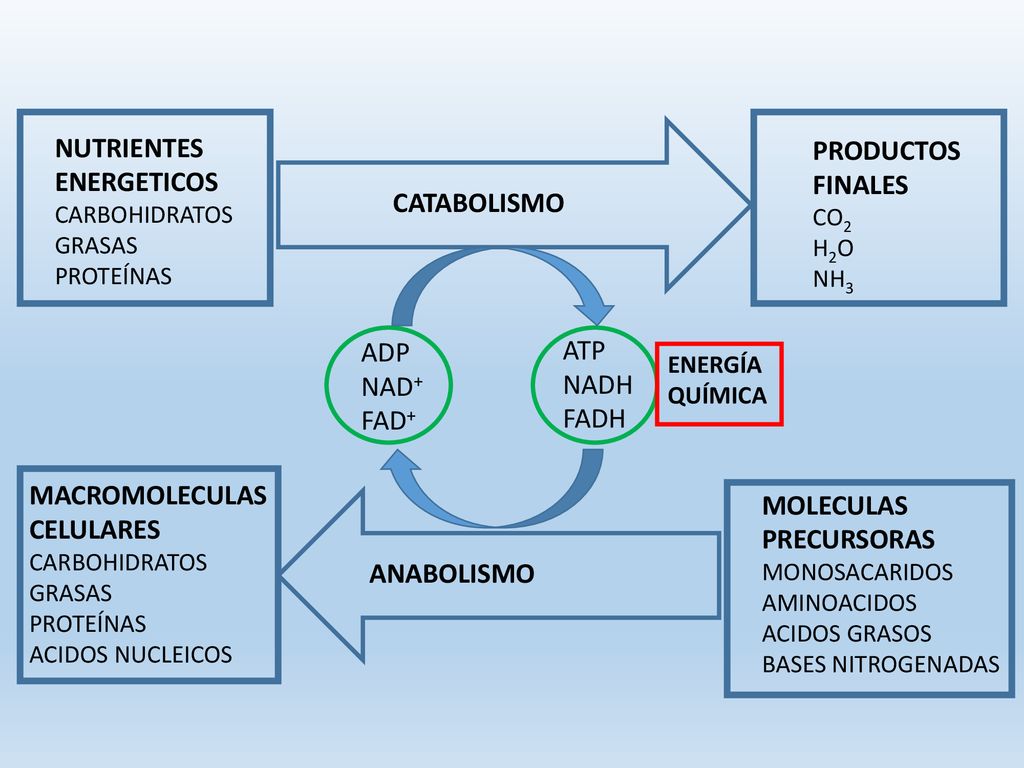 NUTRIENTES PRODUCTOS ENERGETICOS FINALES CATABOLISMO ADP ATP NAD+ NADH