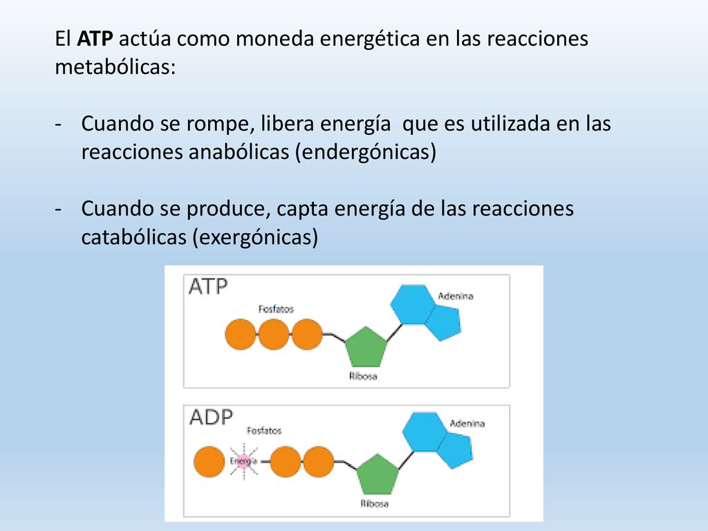 El ATP actúa como moneda energética en las reacciones metabólicas: