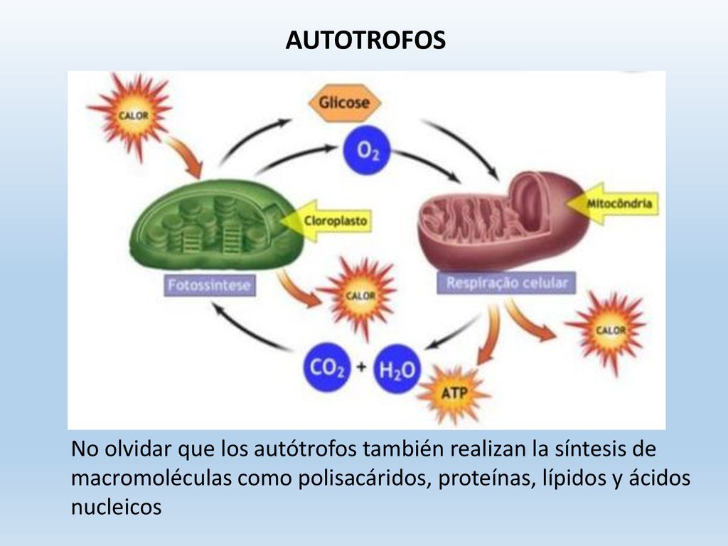 AUTOTROFOS No olvidar que los autótrofos también realizan la síntesis de macromoléculas como polisacáridos, proteínas, lípidos y ácidos nucleicos.