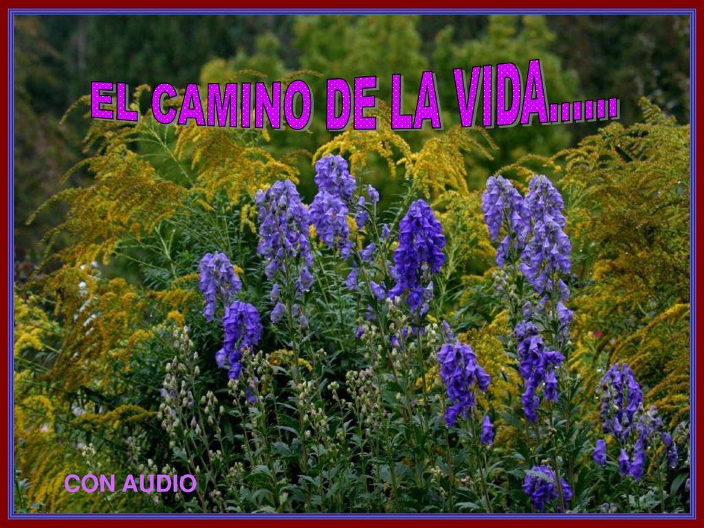 Música: Time to said goodbye (Sarah Brightman y Andrea Bocelli)