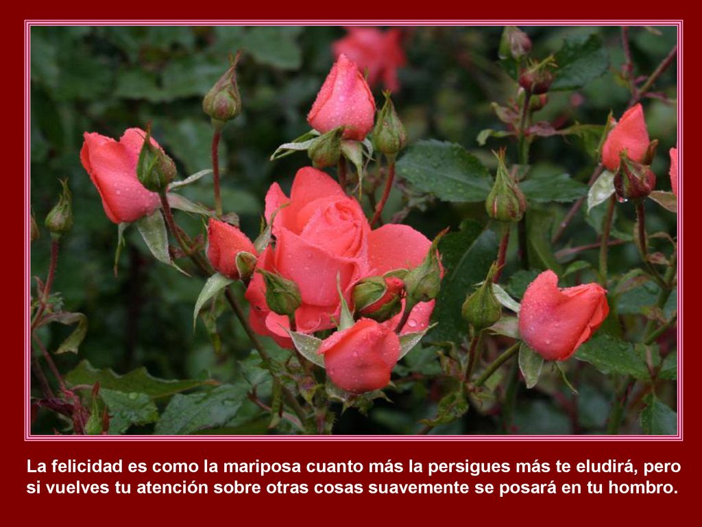 La felicidad es como la mariposa cuanto más la persigues más te eludirá, pero si vuelves tu atención sobre otras cosas suavemente se posará en tu hombro.