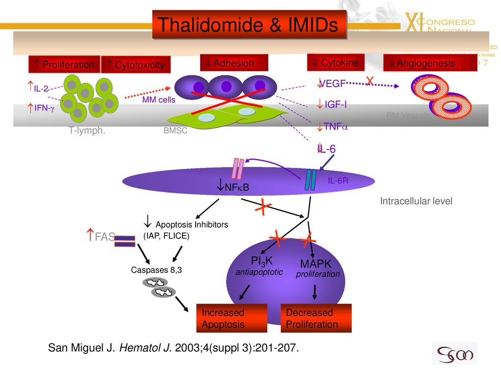 Thalidomide & IMIDs X NFkB  Apoptosis Inhibitors FAS X  IL-6 