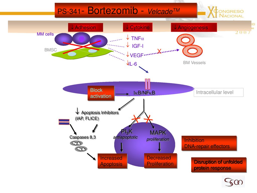X PS-341- Bortezomib - VelcadeTM  Apoptosis Inhibitors FAS X  PI3K
