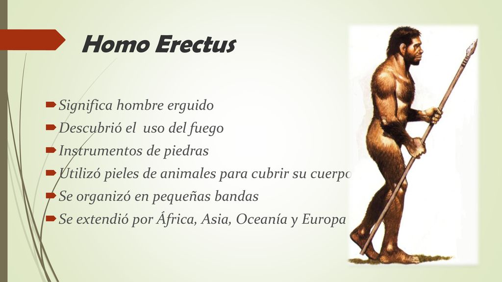 Homo Erectus Significa hombre erguido Descubrió el uso del fuego