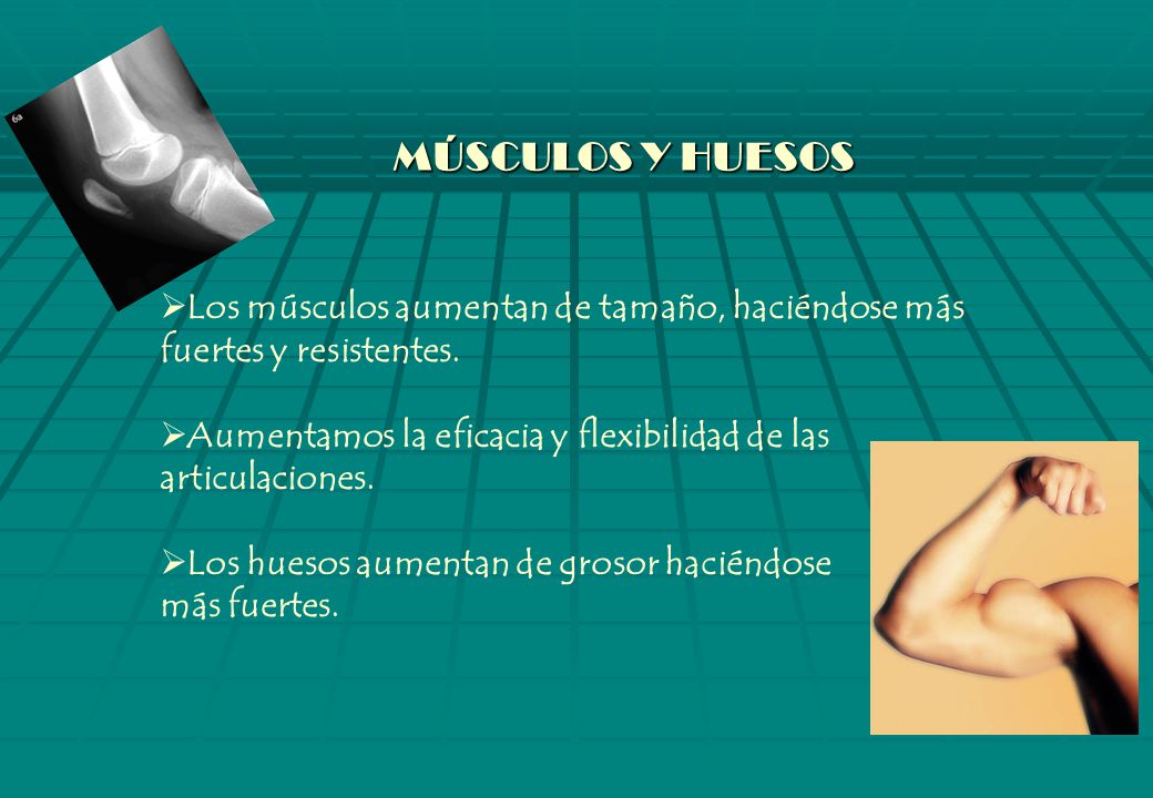 MÚSCULOS Y HUESOS Los músculos aumentan de tamaño, haciéndose más fuertes y resistentes.