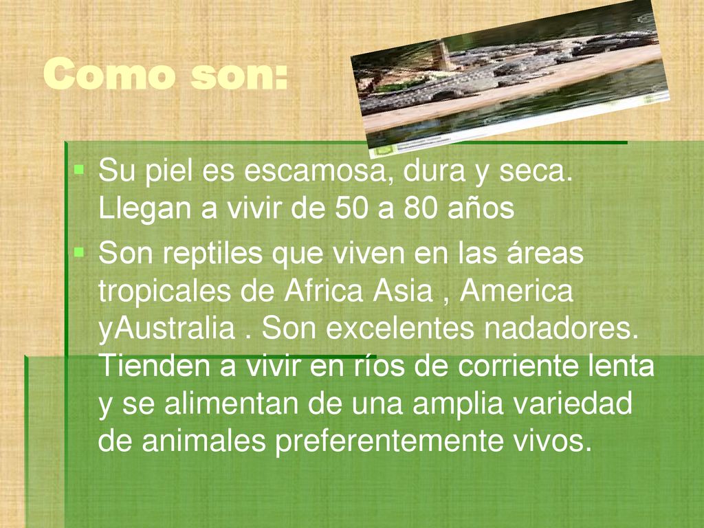 Como son: Su piel es escamosa, dura y seca. Llegan a vivir de 50 a 80 años.