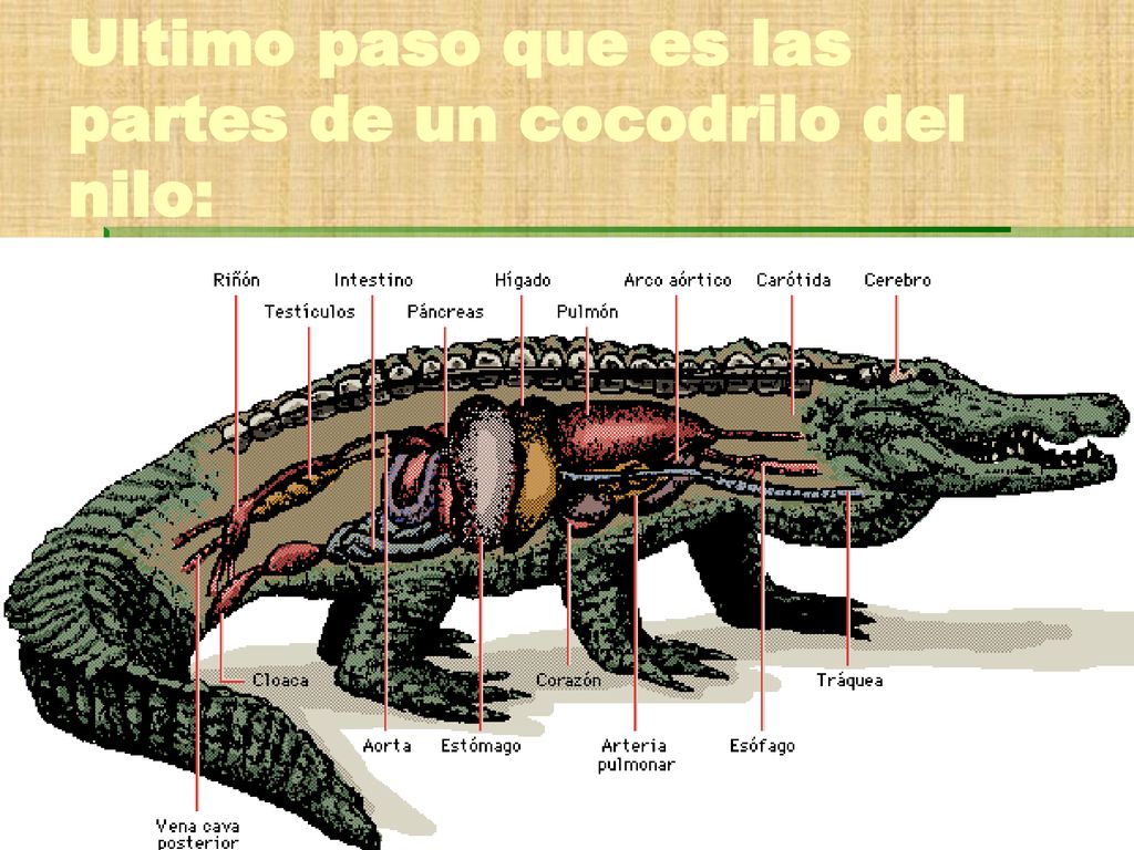 Ultimo paso que es las partes de un cocodrilo del nilo: