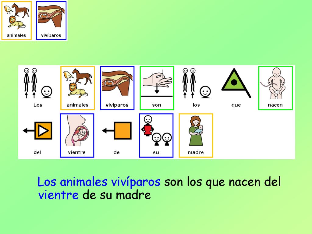Los animales vivíparos son los que nacen del vientre de su madre