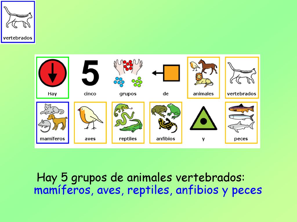 Hay 5 grupos de animales vertebrados: mamíferos, aves, reptiles, anfibios y peces