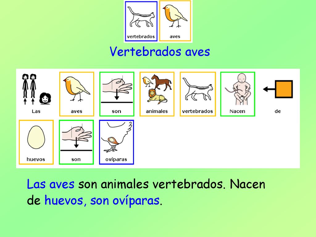 Vertebrados aves Las aves son animales vertebrados. Nacen de huevos, son ovíparas.