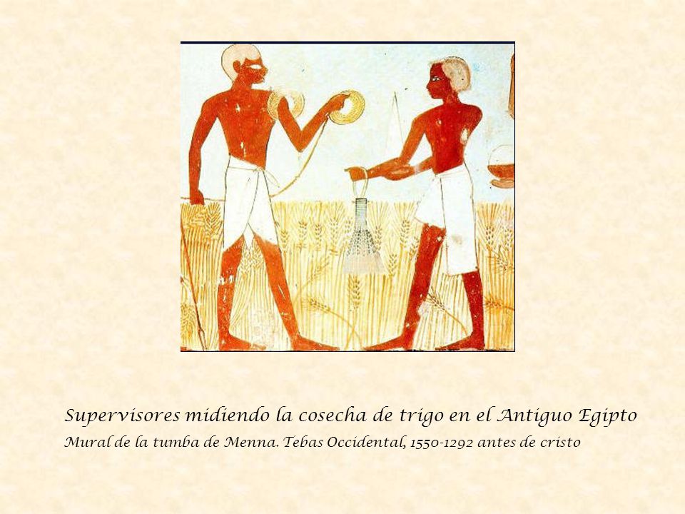 Supervisores midiendo la cosecha de trigo en el Antiguo Egipto
