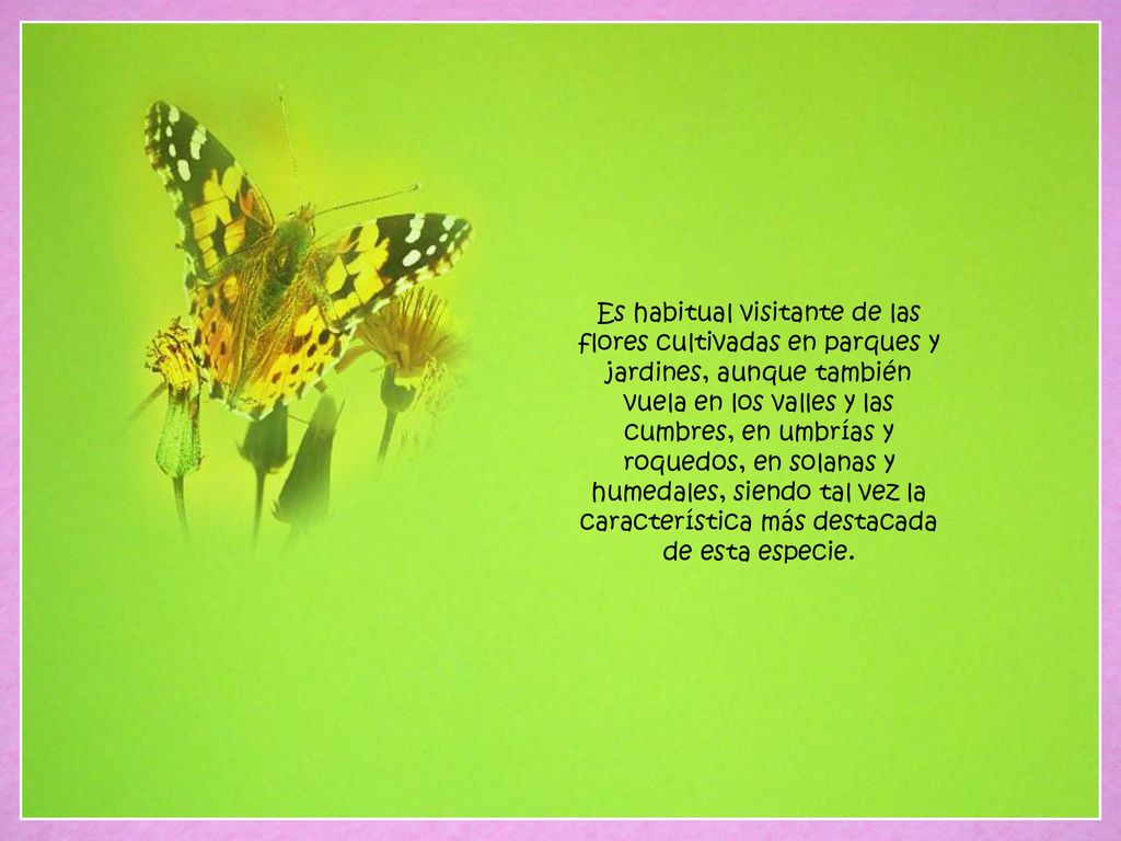 Es habitual visitante de las flores cultivadas en parques y jardines, aunque también vuela en los valles y las cumbres, en umbrías y roquedos, en solanas y humedales, siendo tal vez la característica más destacada de esta especie.