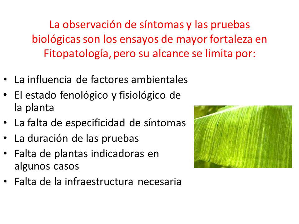 La observación de síntomas y las pruebas biológicas son los ensayos de mayor fortaleza en Fitopatología, pero su alcance se limita por: