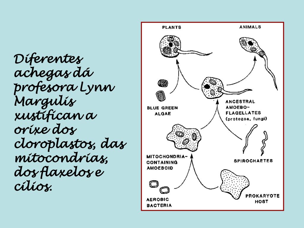 Diferentes achegas dá profesora Lynn Margulis xustifican a orixe dos cloroplastos, das mitocondrias, dos flaxelos e cilios.