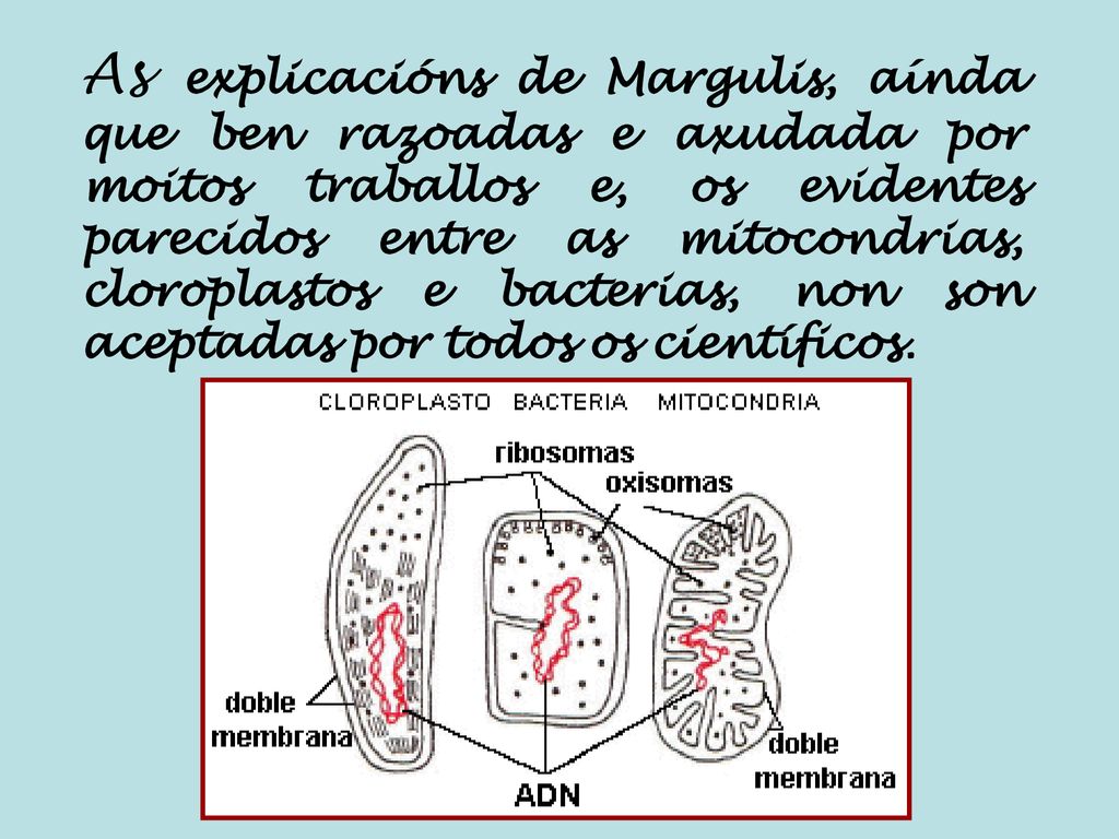 As explicacións de Margulis, aínda que ben razoadas e axudada por moitos traballos e, os evidentes parecidos entre as mitocondrias, cloroplastos e bacterias, non son aceptadas por todos os científicos.
