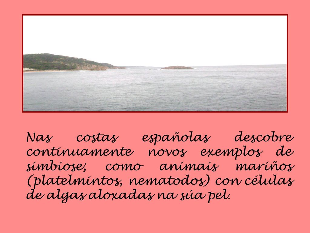 Nas costas españolas descobre continuamente novos exemplos de simbiose; como animais mariños (platelmintos, nematodos) con células de algas aloxadas na súa pel.