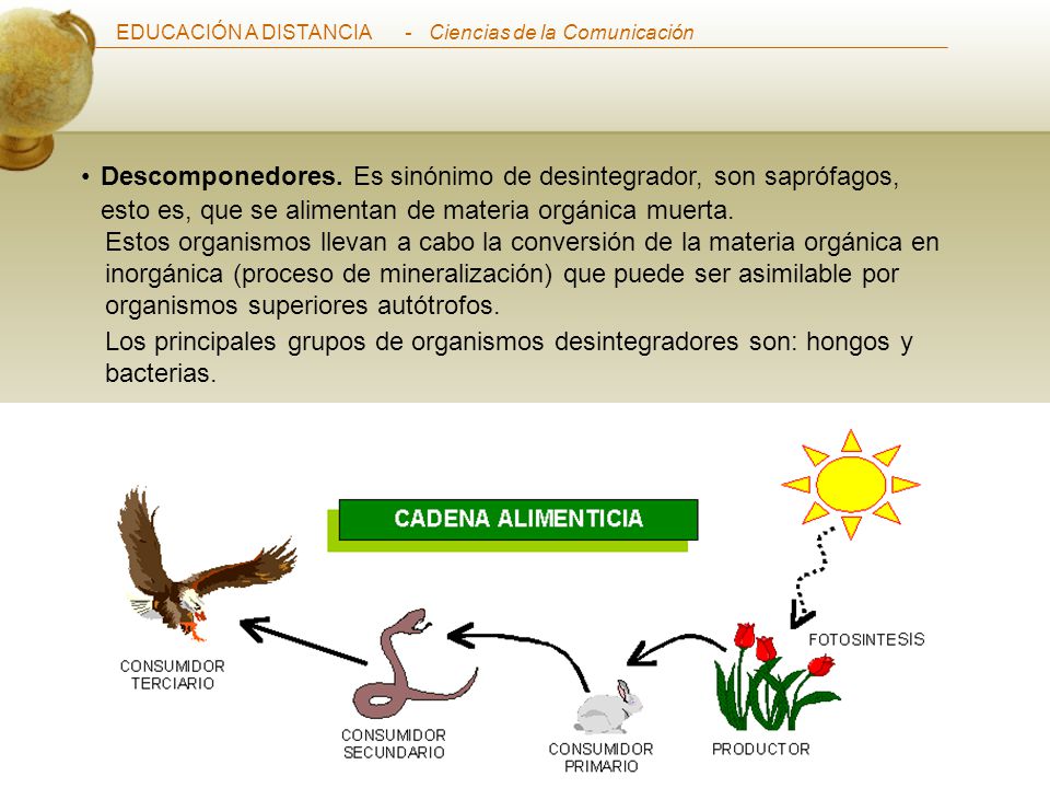 Descomponedores. Es sinónimo de desintegrador, son saprófagos, esto es, que se alimentan de materia orgánica muerta.
