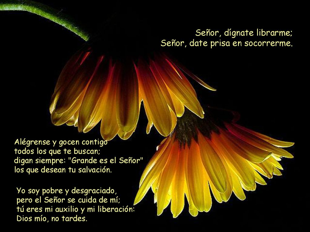 Señor, dígnate librarme; Señor, date prisa en socorrerme.