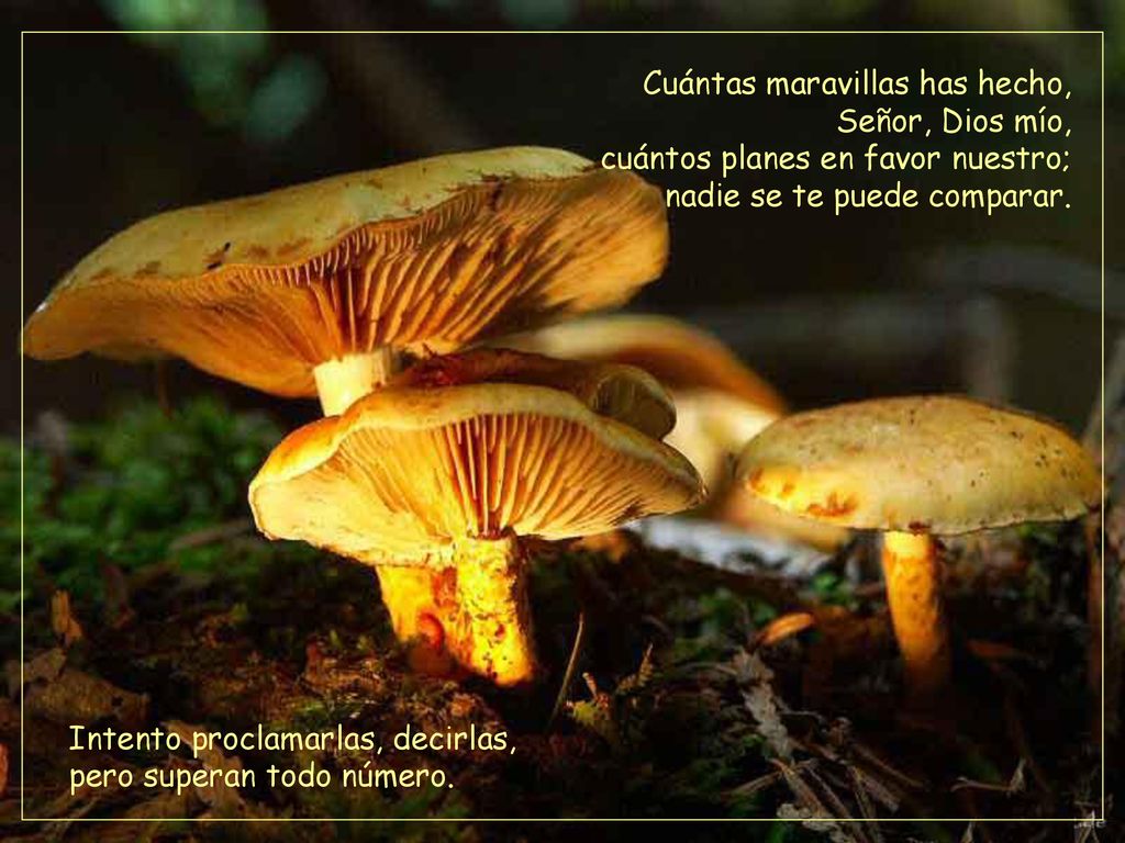 Cuántas maravillas has hecho, Señor, Dios mío, cuántos planes en favor nuestro; nadie se te puede comparar.