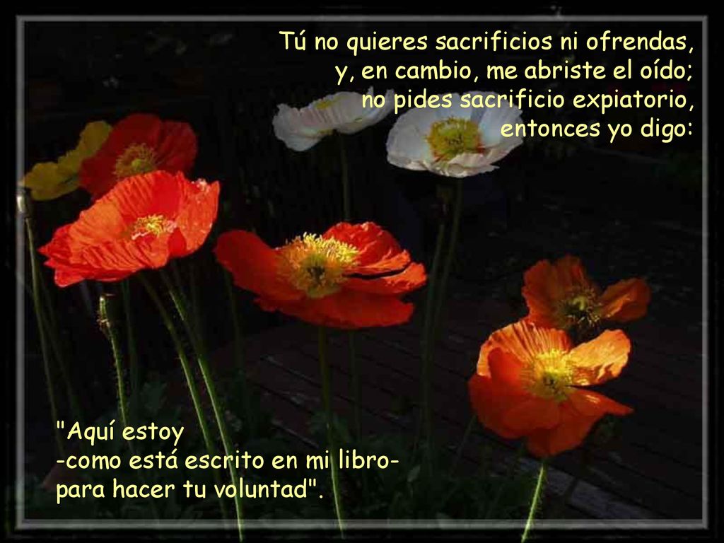 Tú no quieres sacrificios ni ofrendas, y, en cambio, me abriste el oído; no pides sacrificio expiatorio, entonces yo digo: