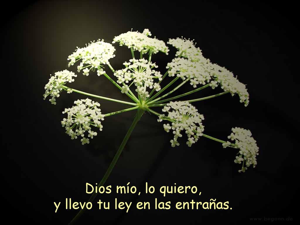 Dios mío, lo quiero, y llevo tu ley en las entrañas.