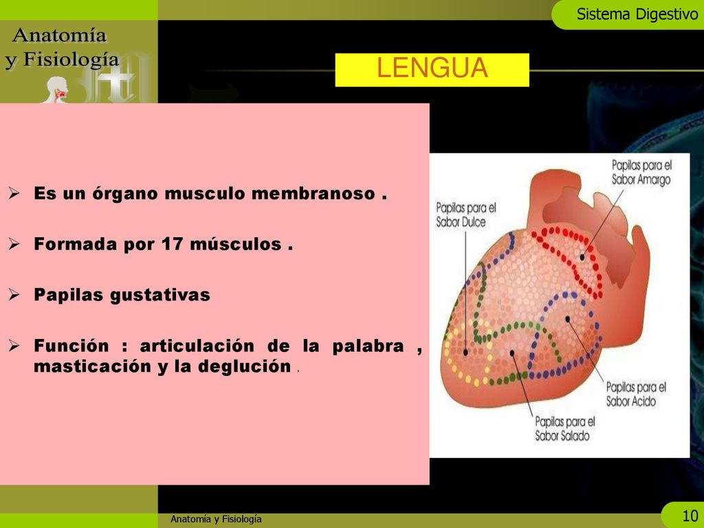 LENGUA Es un órgano musculo membranoso . Formada por 17 músculos .