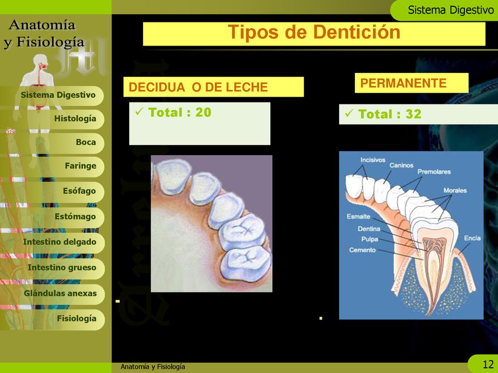 Tipos de Dentición PERMANENTE DECIDUA O DE LECHE Total : 20 Total : 32