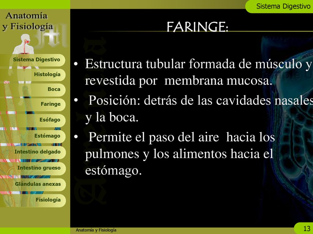 Estructura tubular formada de músculo y revestida por membrana mucosa.