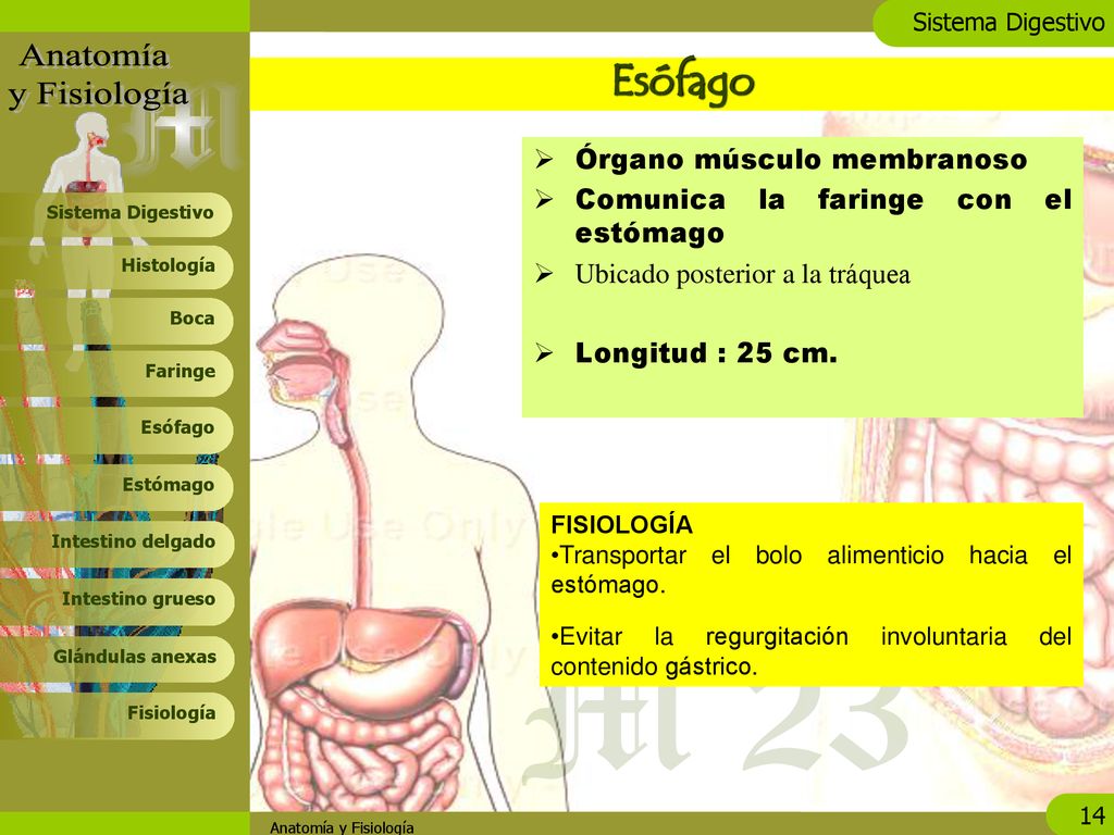 Esófago Órgano músculo membranoso Comunica la faringe con el estómago