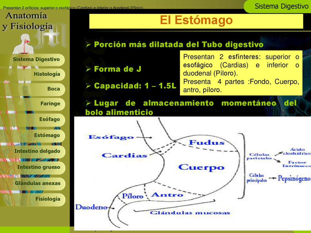 El Estómago Porción más dilatada del Tubo digestivo Forma de J