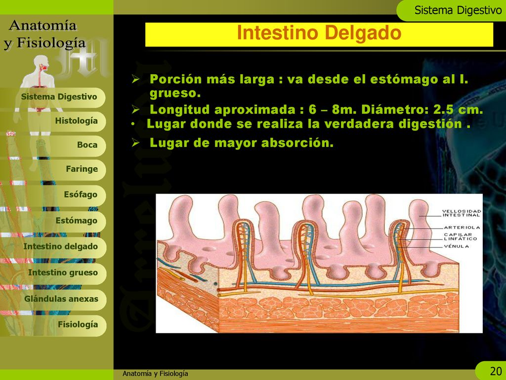 Intestino Delgado Porción más larga : va desde el estómago al I. grueso. Longitud aproximada : 6 – 8m. Diámetro: 2.5 cm.