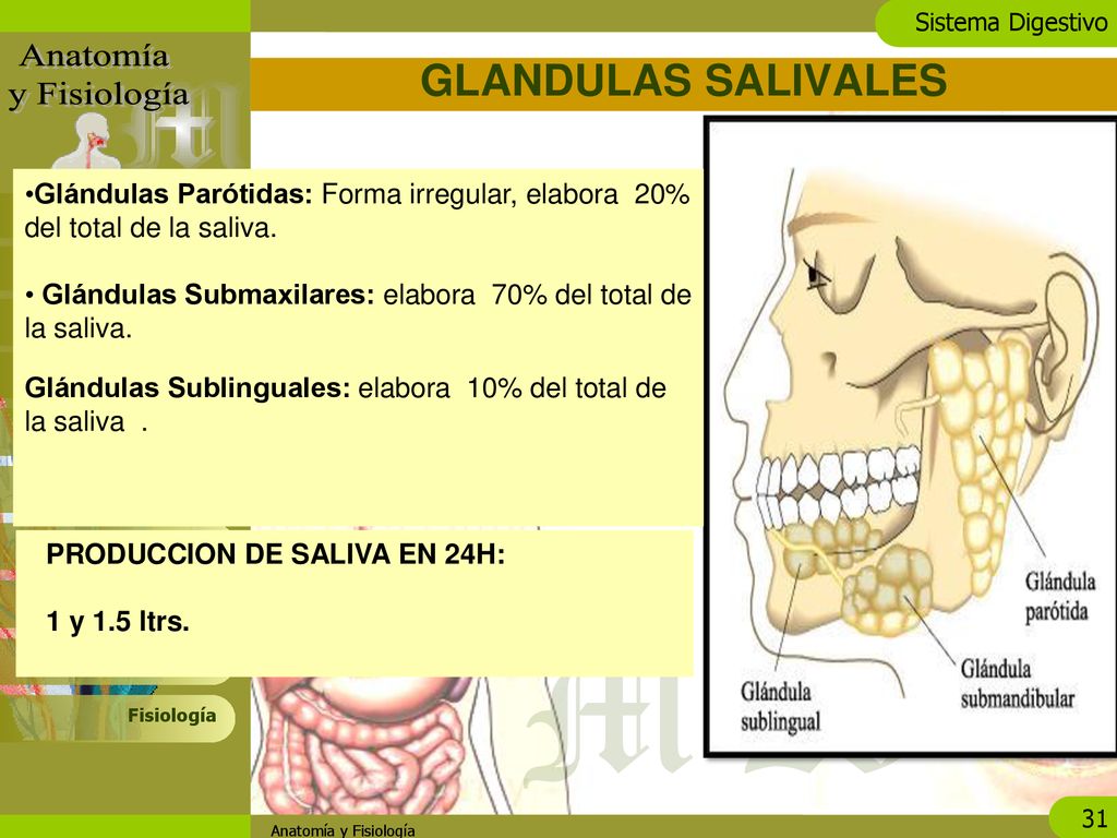GLANDULAS SALIVALES Glándulas Parótidas: Forma irregular, elabora 20% del total de la saliva.