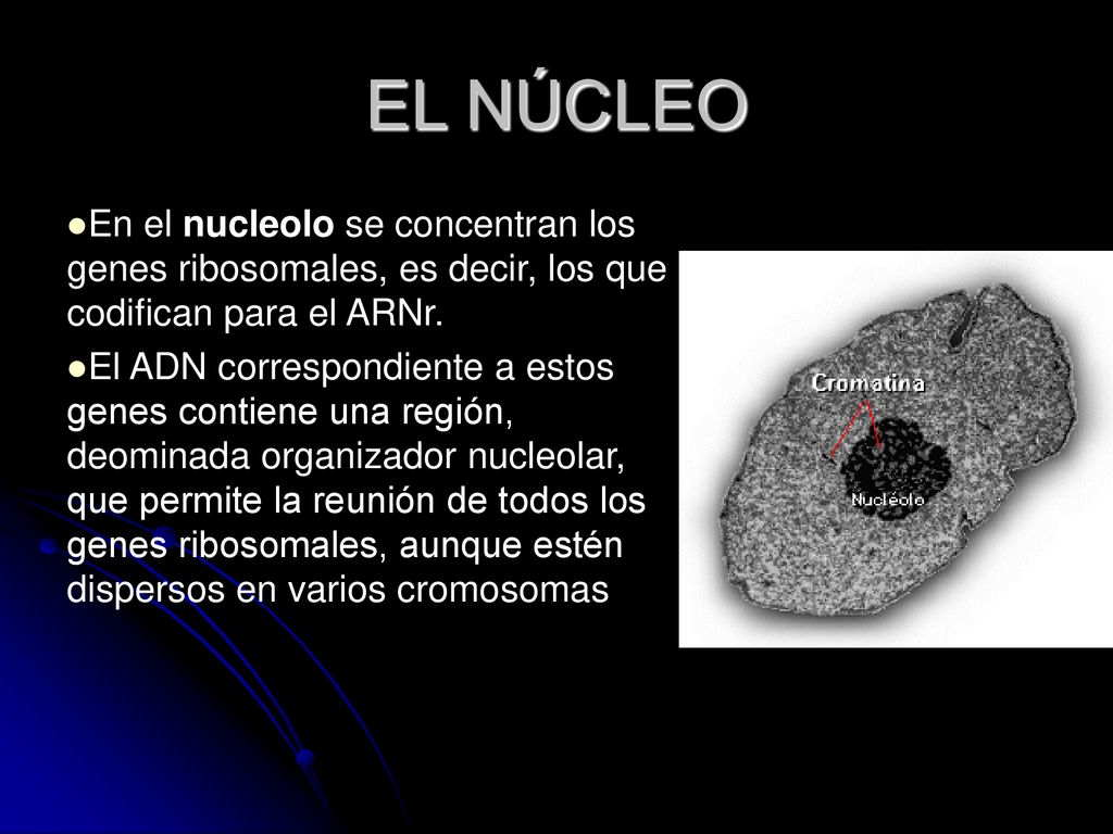 EL NÚCLEO En el nucleolo se concentran los genes ribosomales, es decir, los que codifican para el ARNr.